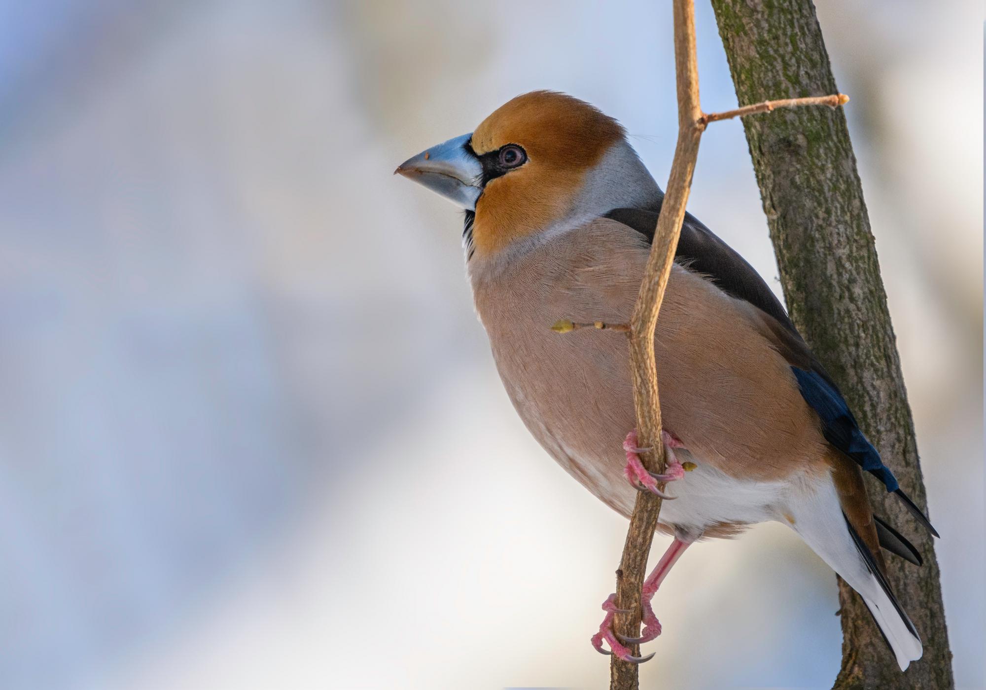 Dlask tlustozobý <BR>Foto: Roman Kús<BR>